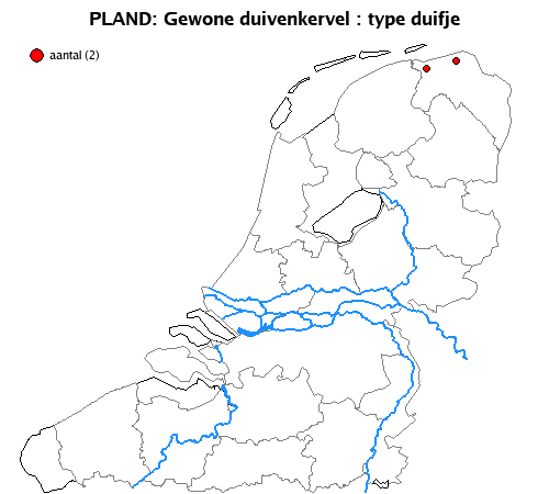 duifje
